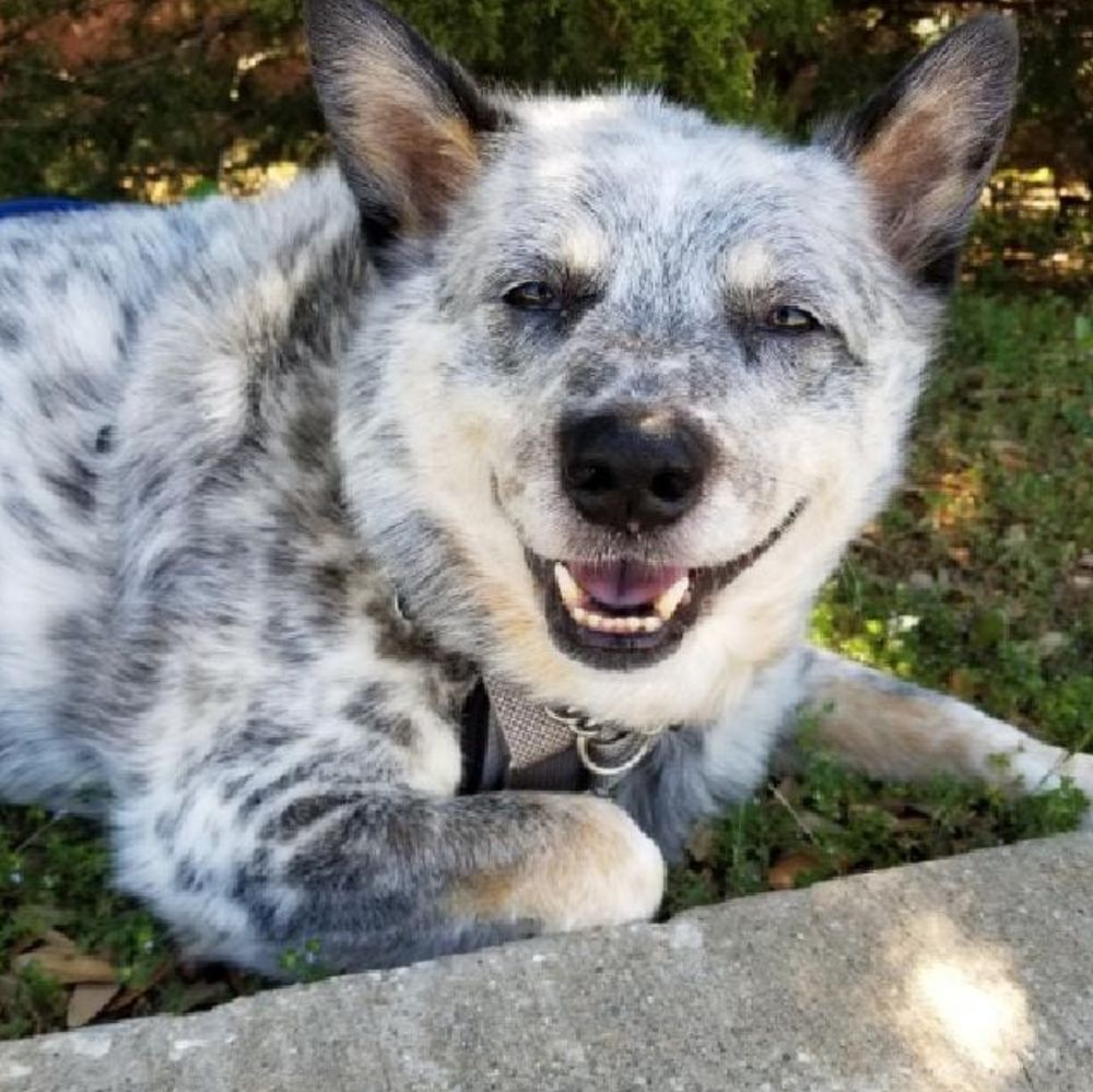 Happy client: blue heeler