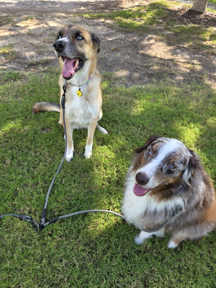 Happy client: shepherd mix and merle Aussie