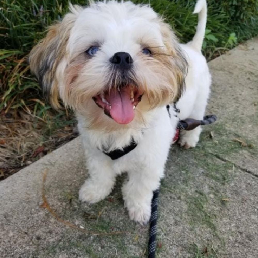 Happy client: Shih Tzu