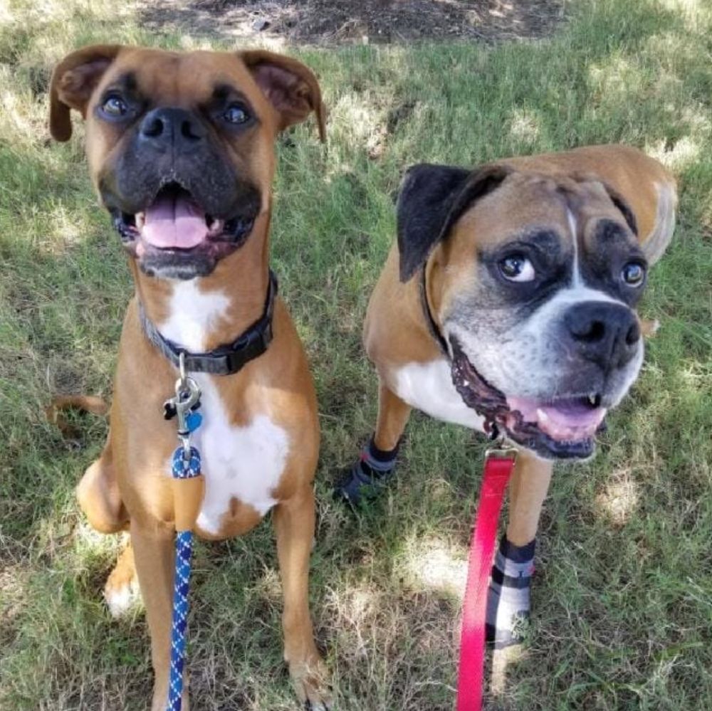 Happy client: two boxers