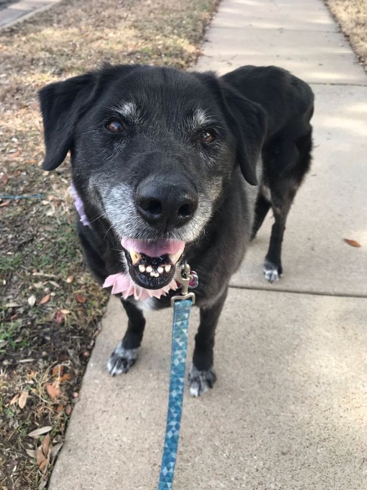 Happy client: gray-muzzled senior dog