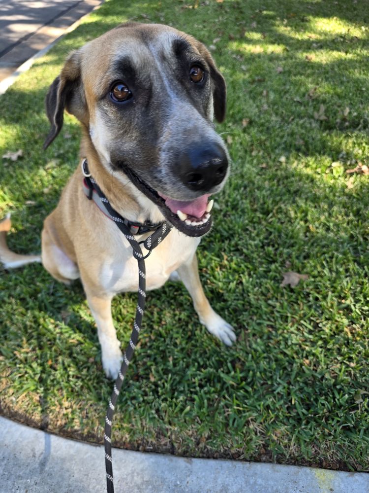 Happy client: shepherd mix